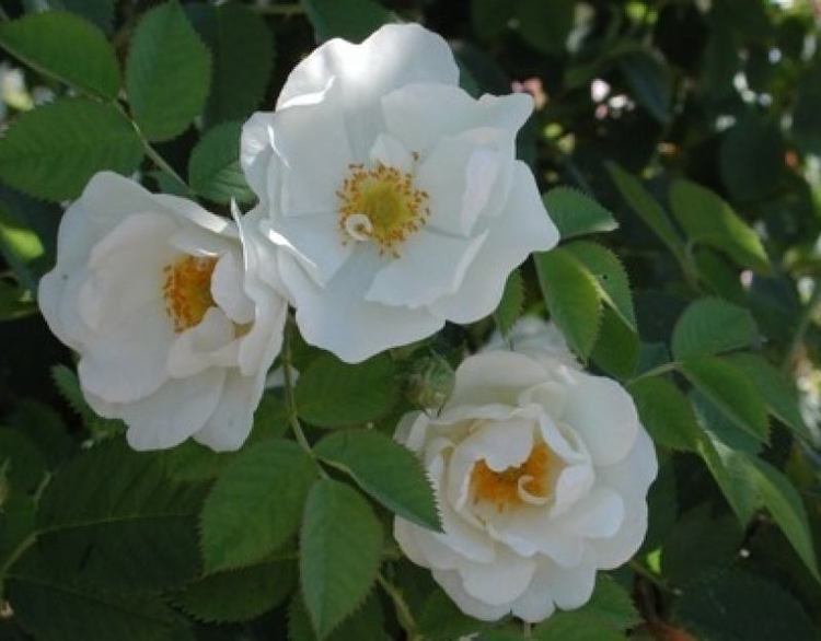 Rosa × alba Rosa Alba Semi Plena39 rose White Alba Historic Rose