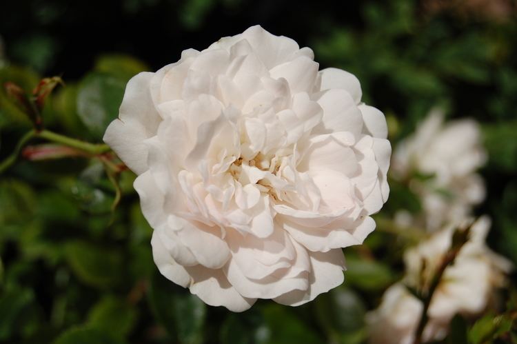 Rosa × alba FileRosa albaJPG Wikimedia Commons