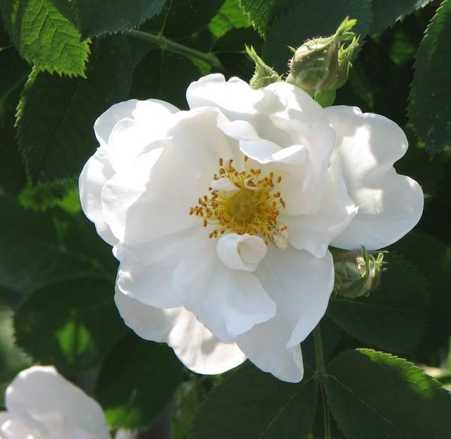 Rosa × alba Rose otto rose Alba producer