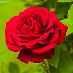 Rosa × centifolia SEACRET Rosa Centifolia
