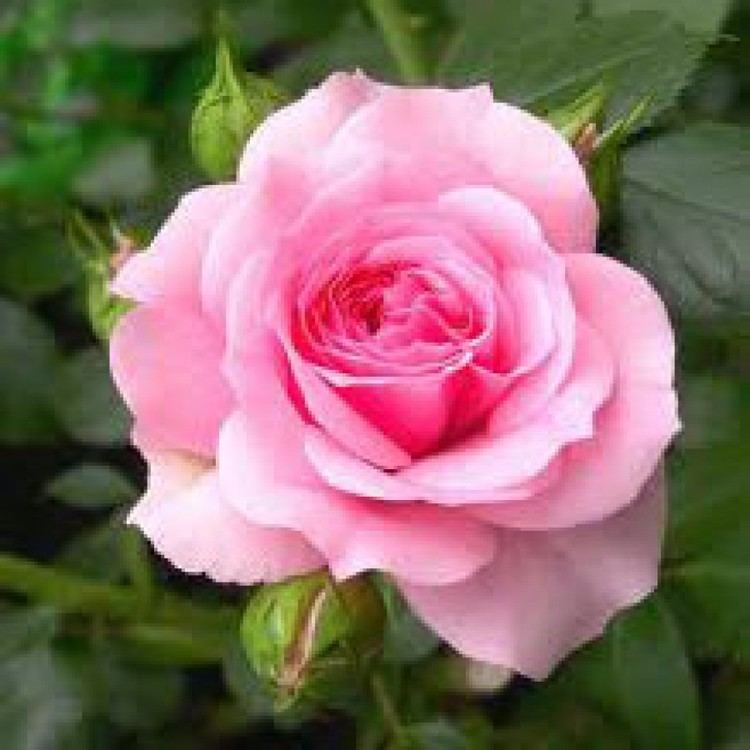 Rosa × centifolia The Rosa Centifolia Flower Extract Online Cosmetics Database