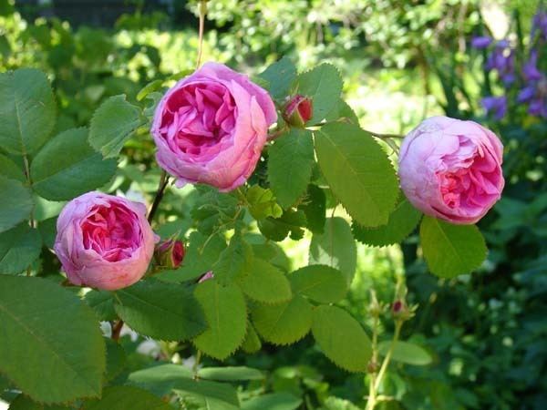 Rosa × centifolia Rose Centifolia Essential Oil Moksha Lifestyle Products