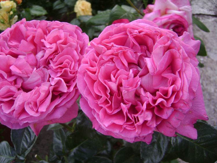 Rosa × centifolia Essential oil of the day Rose rosa centifolia and rosa damascena