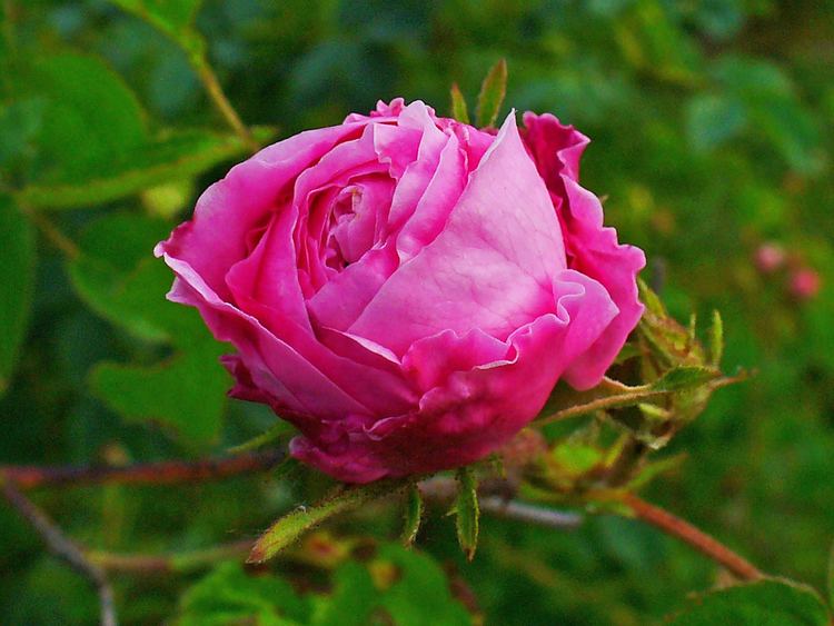 Rosa × centifolia httpsuploadwikimediaorgwikipediacommons44