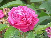 Rosa × damascena httpsuploadwikimediaorgwikipediacommonsthu