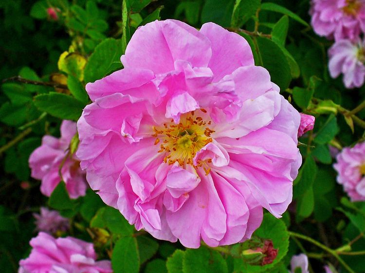Rosa × damascena Rosa damascena MILL meddbase
