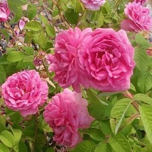 Rosa × damascena DBR Exports India Rose Oil rosa damascena oil