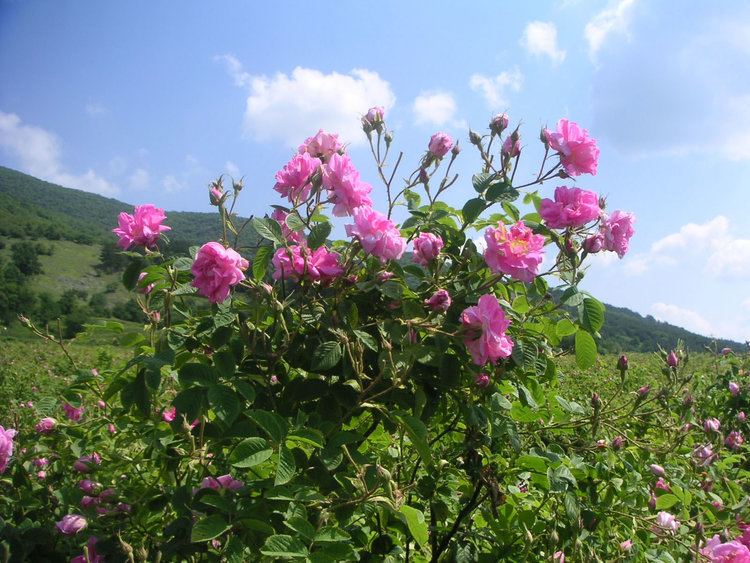 Rosa × damascena Bulgarian producer of Rose oil Lavender oil and floral waters