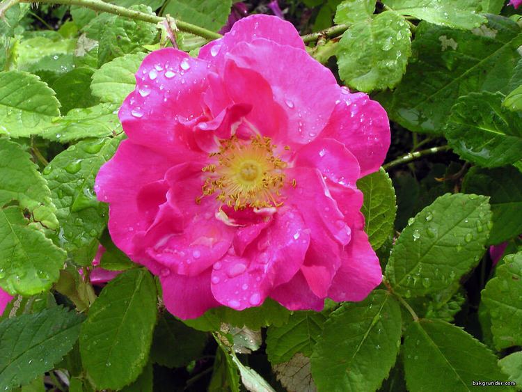 Rosa × damascena ROSA DAMASCENA I LOVE HOMEOPATHY