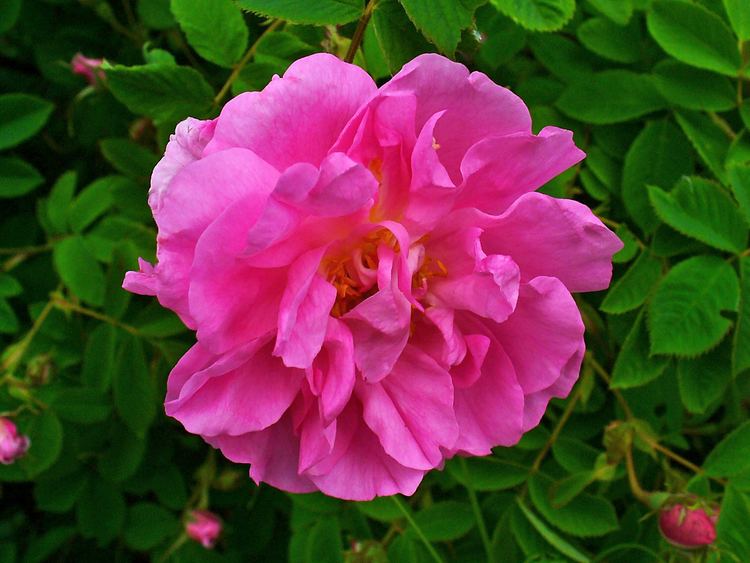 Rosa × damascena FileRosa damascena 002JPG Wikimedia Commons