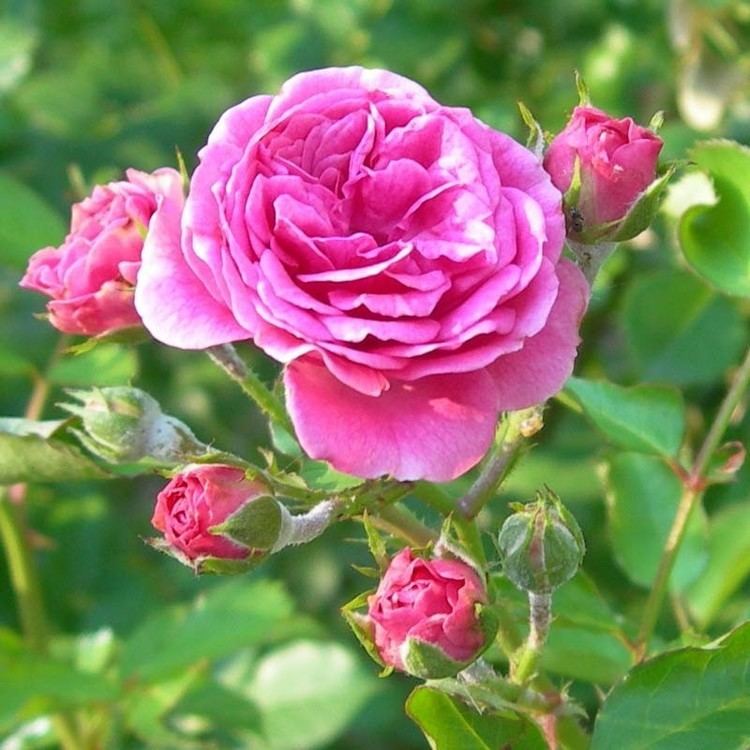 Rosa × damascena Damascena Rose for Jam