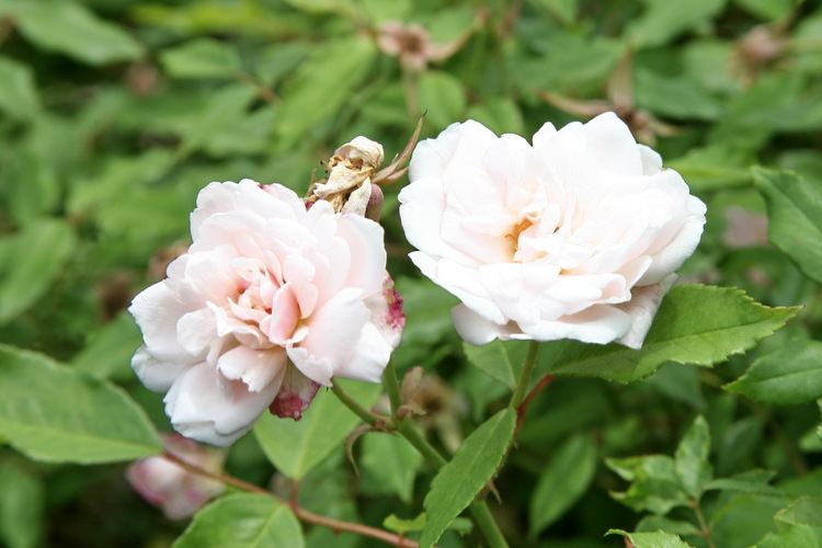 Rosa × odorata uploadwikimediaorgwikipediacommonsbb1Humes