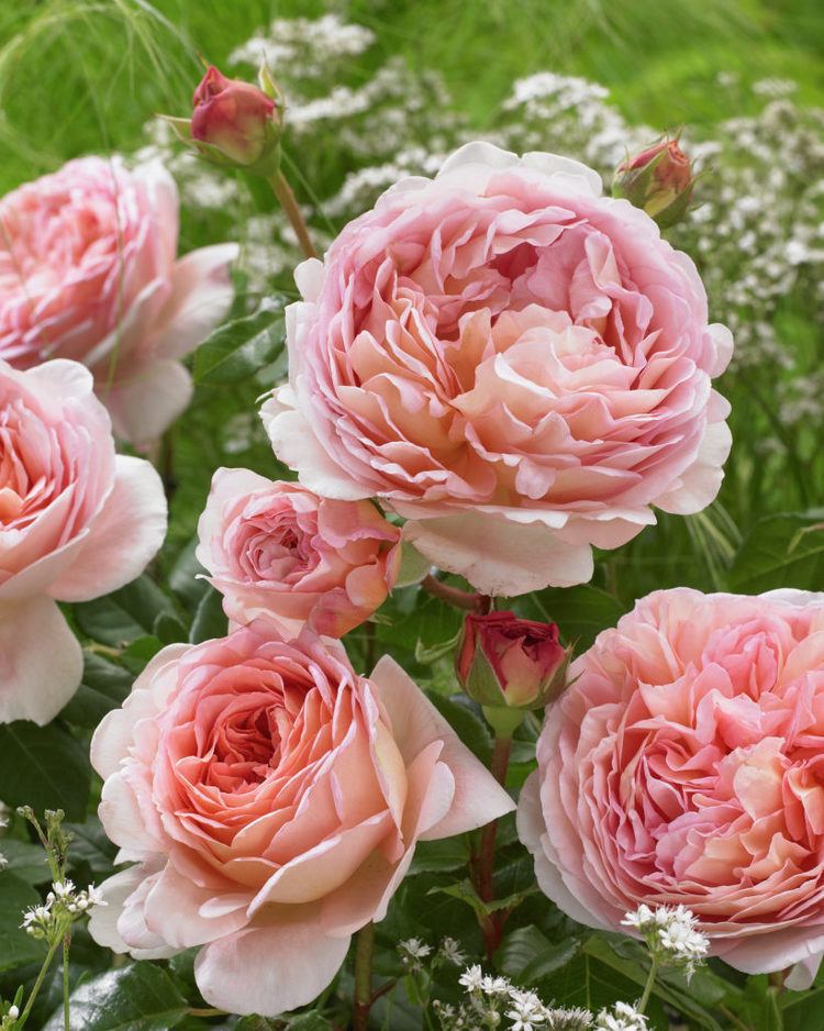 Rosa 'Abraham Darby' Rose 39Abraham Darby39 Rosa 39Abraham Darby39 Plants amp Flowers