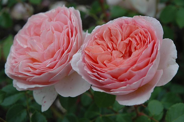 Rosa 'Abraham Darby' Abraham Darby Rose Rosa 39Abraham Darby39 at Ritchie Feed amp Seed Inc