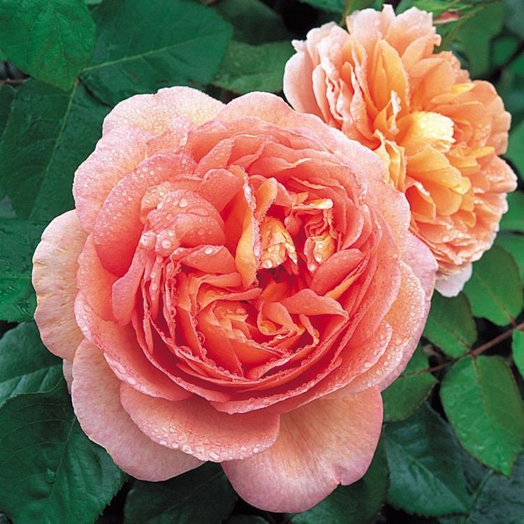 Rosa 'Abraham Darby' Abraham Darby Type