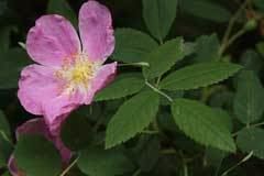 Rosa acicularis Rosa acicularis Prickly Rose PFAF Plant Database