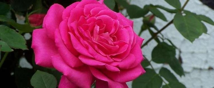 Rosa 'American Beauty' Hybrid Tea Rose Rosa 39Miss AllAmerican Beauty39