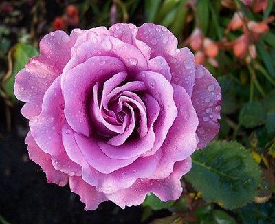 Rosa 'Angel Face' Angel Face Rose Hello Hello Plants amp Garden Supplies
