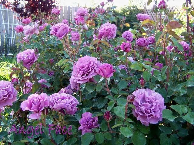 Rosa 'Angel Face' Angel Face Rose Bush Angel Face is huge and just covered instead