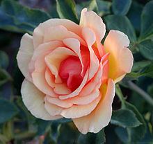 Rosa 'Anne Harkness' httpsuploadwikimediaorgwikipediacommonsthu
