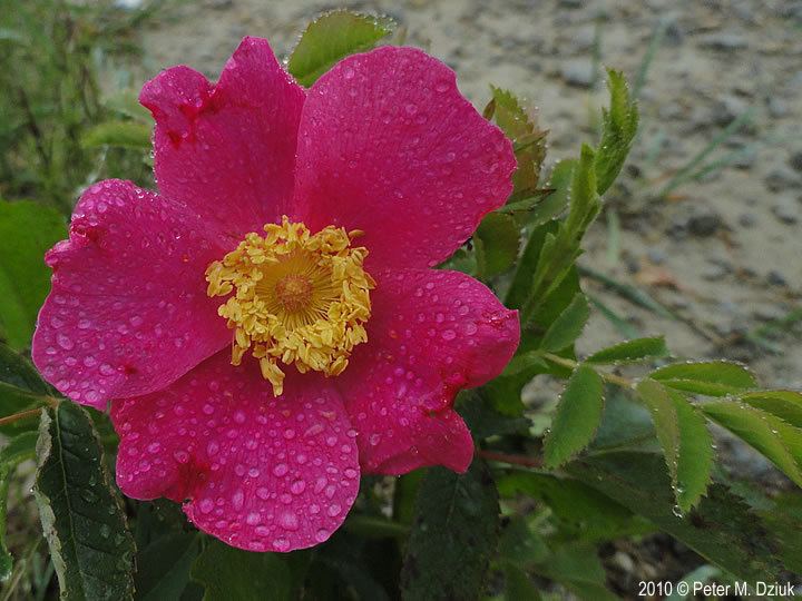 Rosa arkansana Rosa arkansana Prairie Rose Minnesota Wildflowers