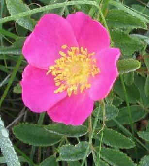 Rosa arkansana flowerjpg