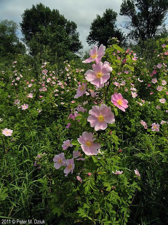 Rosa blanda Rosa blanda Smooth Wild Rose Minnesota Wildflowers