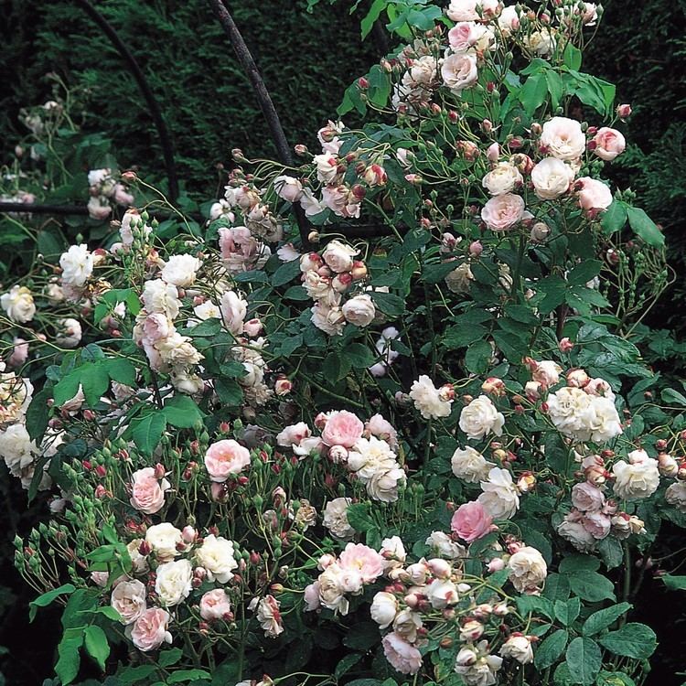 Rosa 'Blush Noisette' Blush Noisette Most Fragrant Climbing Roses Fragrant