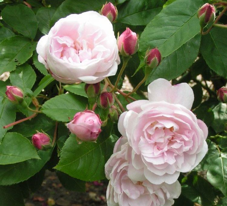 Rosa 'Blush Noisette' Blush Noisette Lilac Pink Scented Old Fashioned Climbing Rose