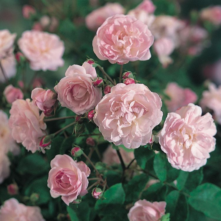 Rosa 'Blush Noisette' Rosa Blush Noisette Climbing Rose Dobbies Garden Centres