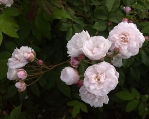 Rosa 'Blush Noisette' Rosa Blush Noisette Rose Noisette Roses Roses For The South