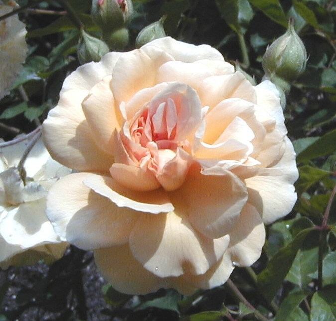 Rosa 'Buff Beauty' Rosa 39Buff Beauty39 Wikipedia