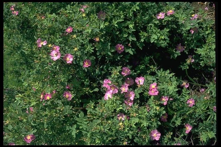 Rosa californica CalPhotos