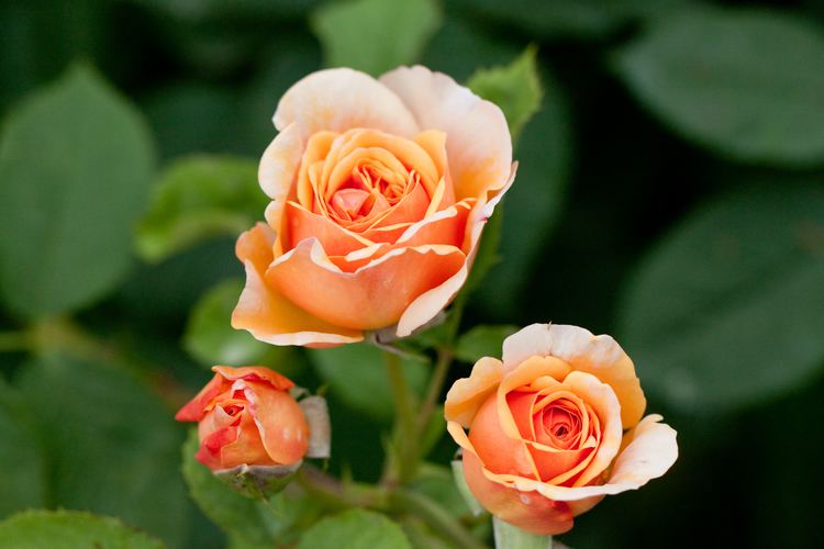 Rosa 'Charles Austin' httpsuploadwikimediaorgwikipediacommonsaa