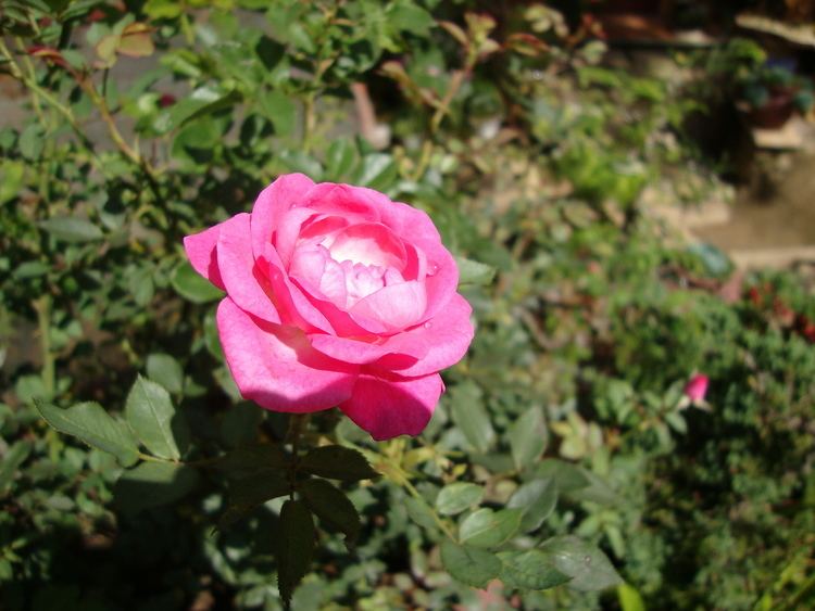 Rosa chinensis FileRosa chinensis 2JPG Wikimedia Commons