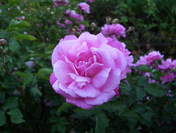 Rosa chinensis Hortus Camdenensis Rosa chinensis Jacq