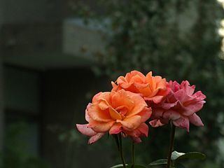 Rosa chinensis httpsuploadwikimediaorgwikipediacommonsthu