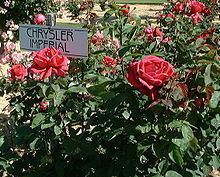 Rosa 'Chrysler Imperial' httpsuploadwikimediaorgwikipediacommonsthu