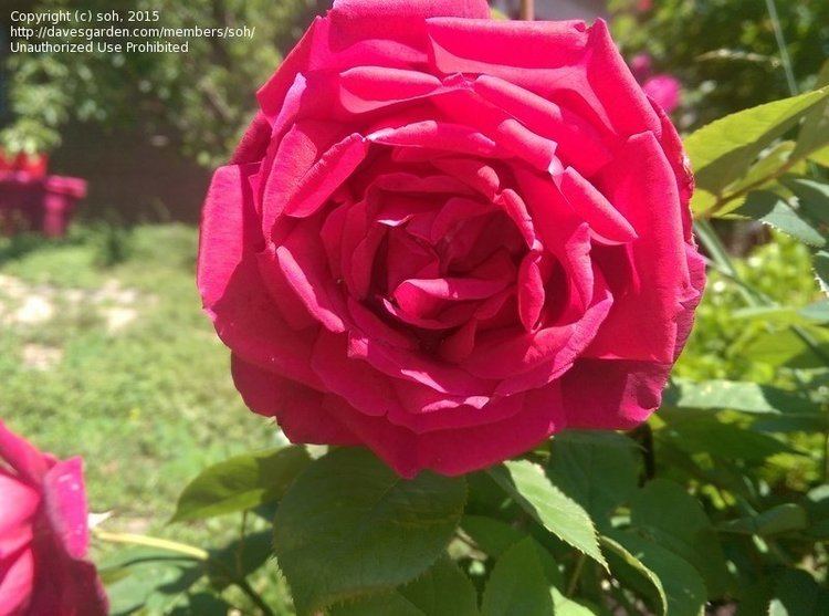 Rosa 'Chrysler Imperial' PlantFiles Pictures Hybrid Tea Rose 39Chrysler Imperial39 Rosa by soh