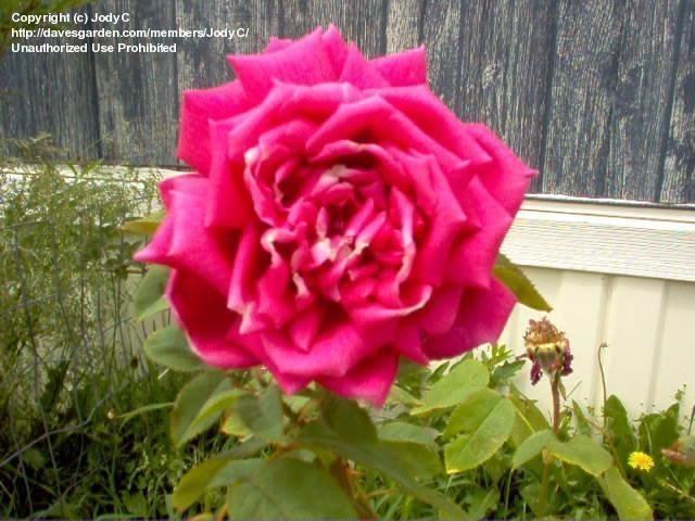 Rosa 'Chrysler Imperial' PlantFiles Pictures Hybrid Tea Rose 39Chrysler Imperial39 Rosa by