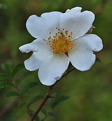 Rosa clinophylla httpsuploadwikimediaorgwikipediacommonsthu