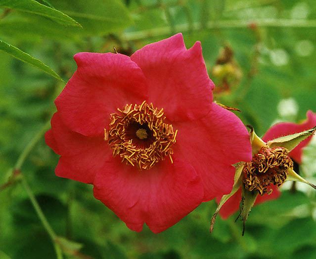 Rosa davidii Wild roses amp hybrids Rosa davidii 39Syvdal39