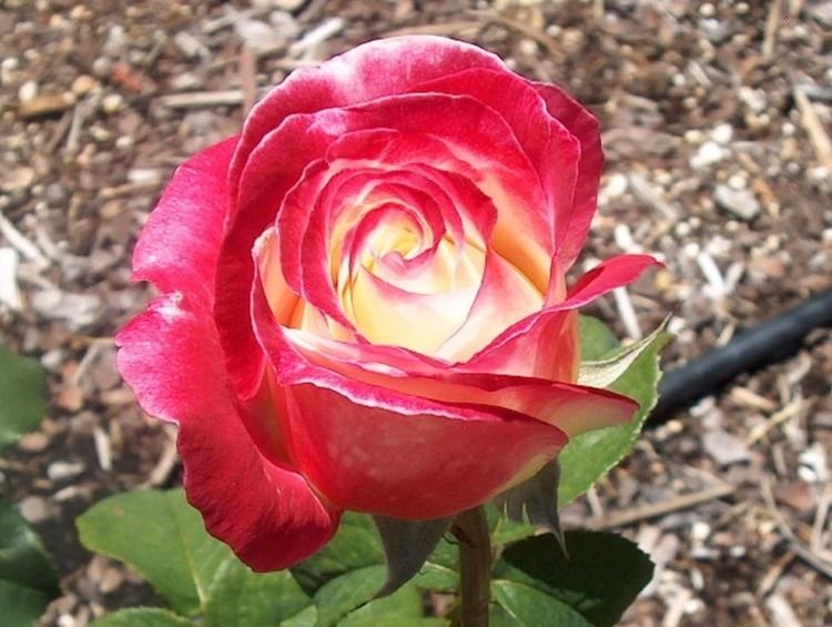 Rosa 'Double Delight' Online Plant Guide Rosa 39Double Delight39 Double Delight Rose