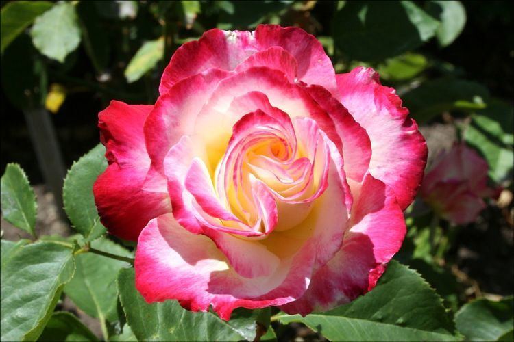 Rosa 'Double Delight' My Rose Garden Double Delight Playing in the Dirt Pinterest
