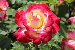 Rosa 'Double Delight' The Double Delight Rose Fragrance And Stunning Beauty Combined