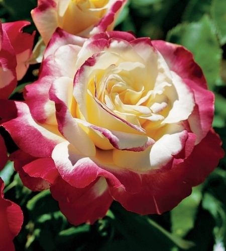 Rosa 'Double Delight' Double Delight Rose Double Delight Roses Hybrid Tea Rose