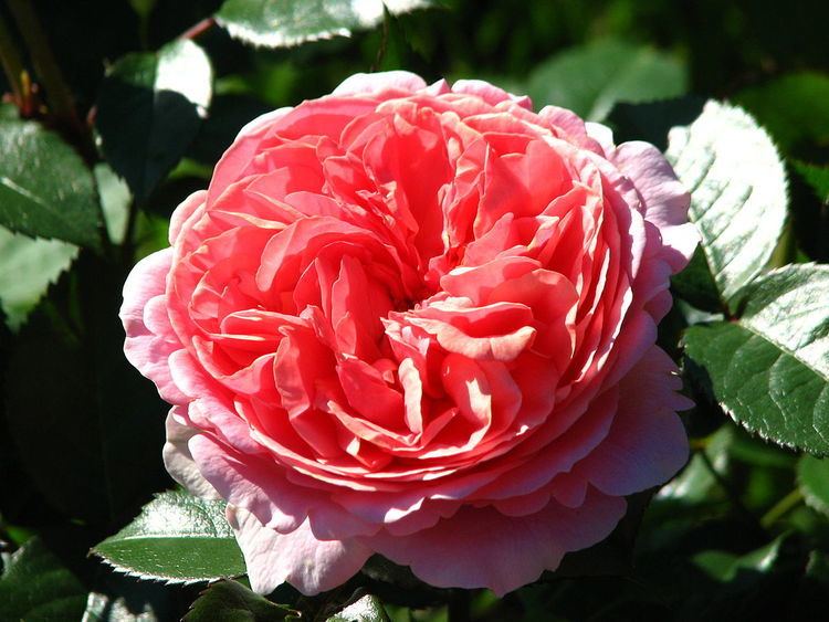 Rosa 'Duchess of Cornwall'