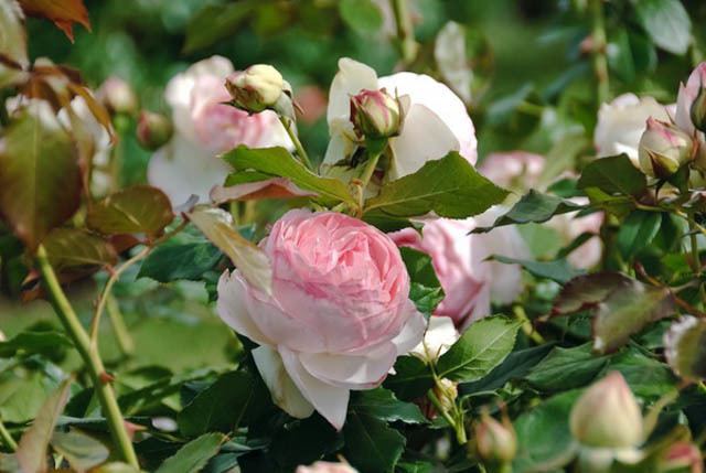 Rosa 'Eden' Rose 39Eden39