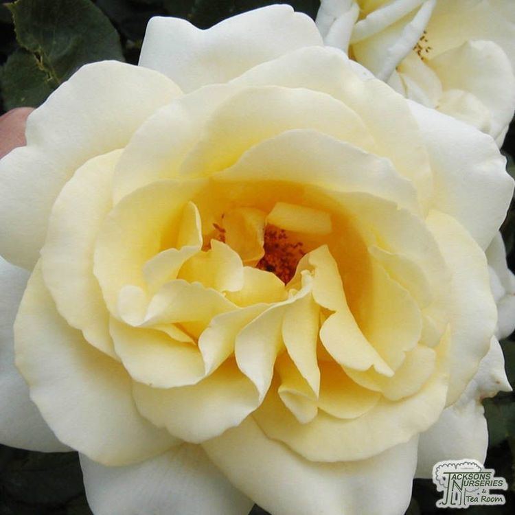 Rosa 'Elina' Buy Rosa Elina Hybrid Tea Rose in the UK