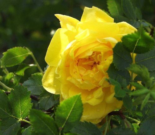 Rosa foetida Rosa Foetida Persian Yellow Buyaroseeu